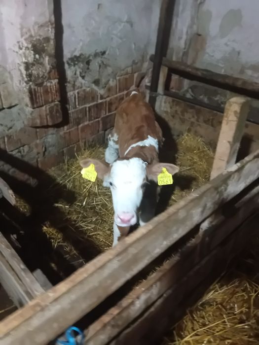 Vând tăuraș de o săptămână