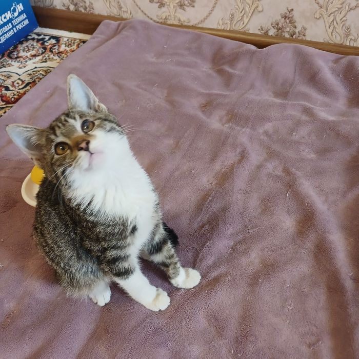 Котята бесплатно даром