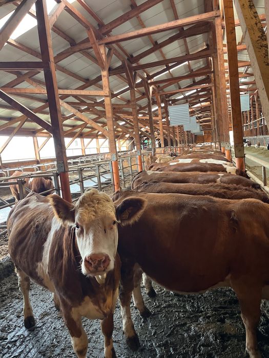 Juninci Bălțată Românească, linie de lapte, genetica TOP