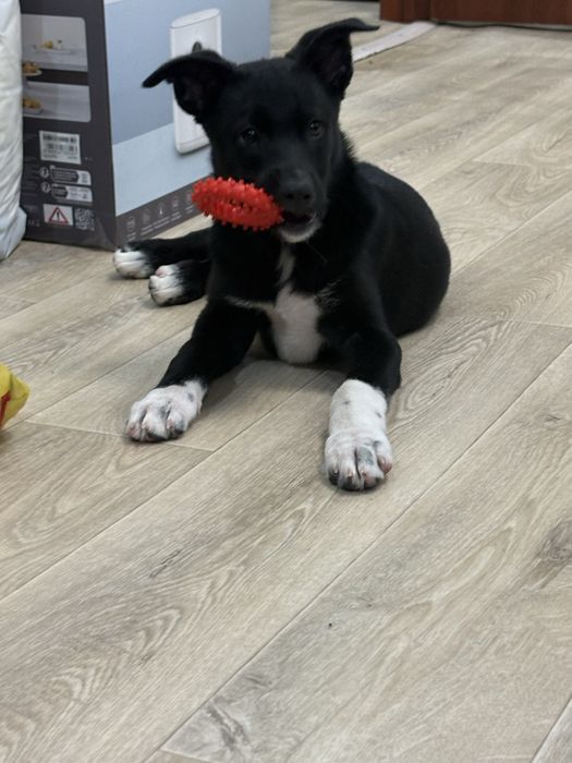 Щенок девочка в хорошие руки