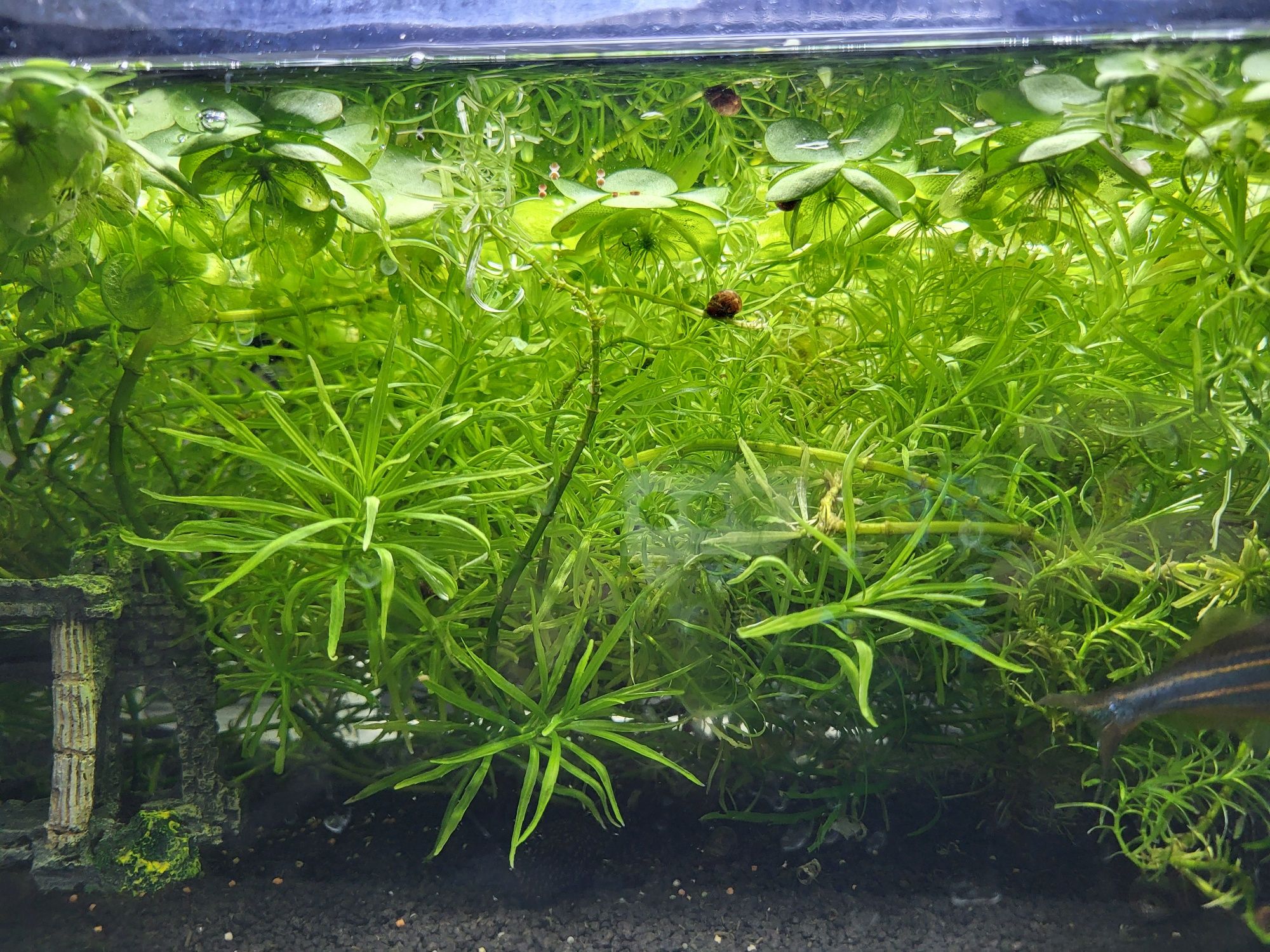 Plante de acvariu