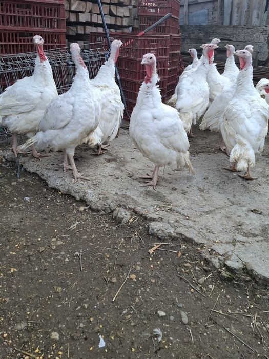 Vând curci oraș corabia