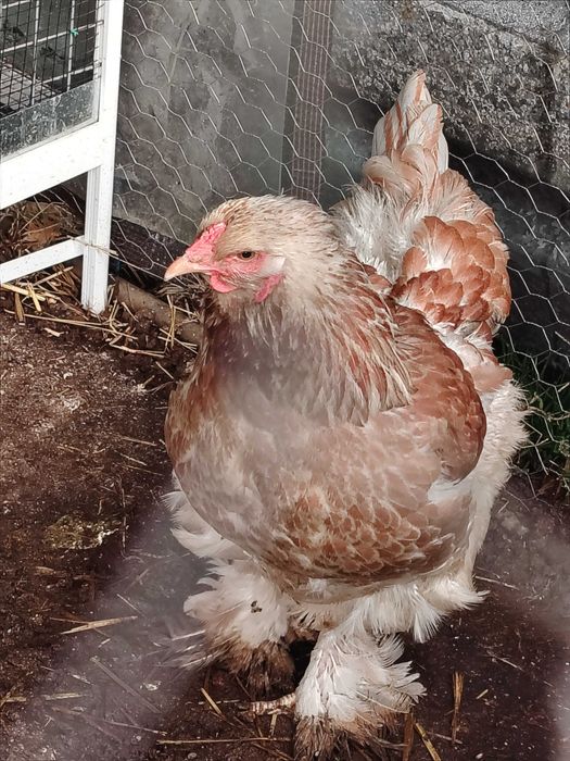 Брама сьомгова ярки+петел