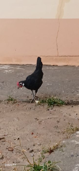 Бентамка хўроз 100 мин