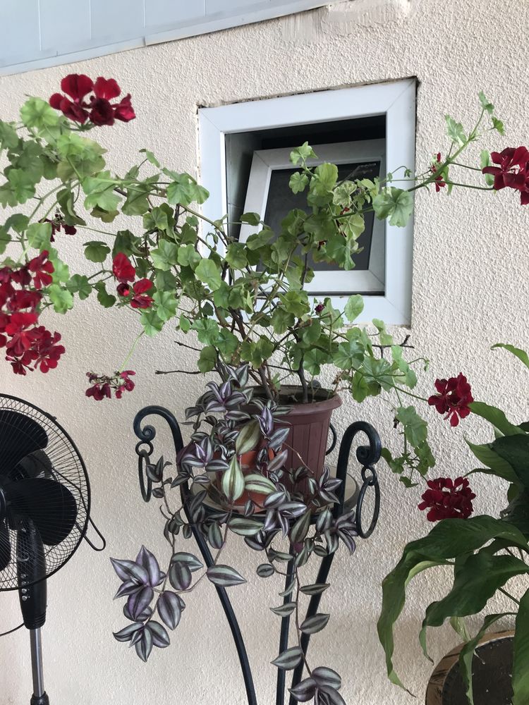 Цветы для дома