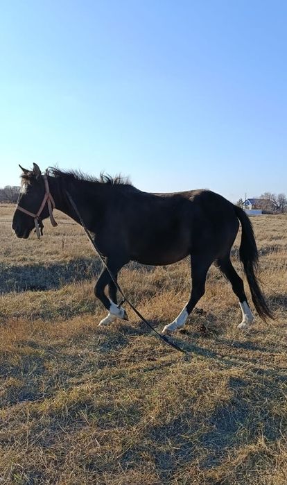 Продам кобылу...