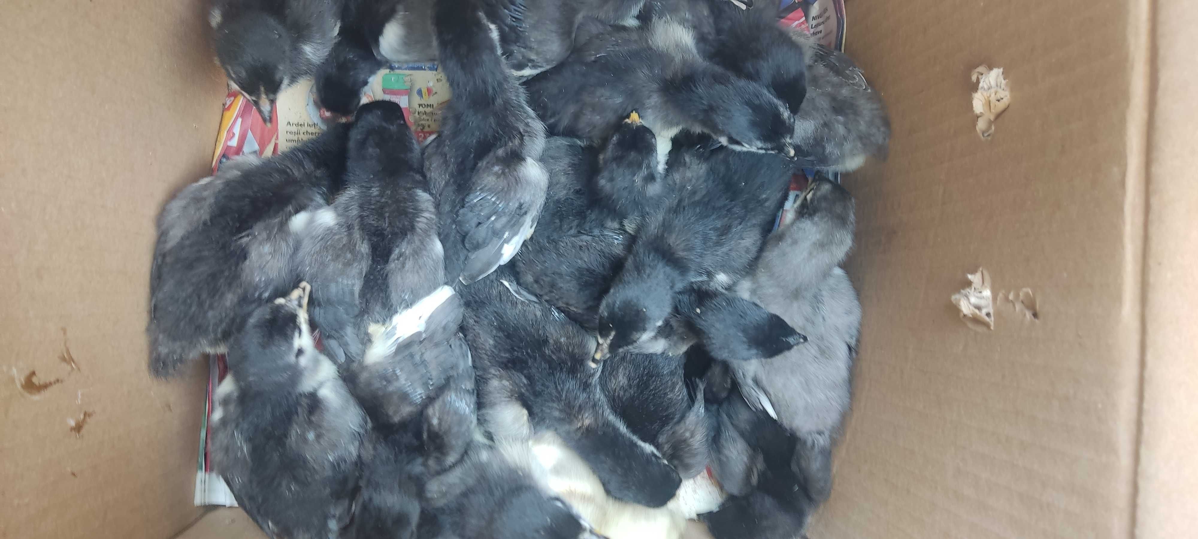Puișori Australorp de 2 săptămâni, rasă pură!!