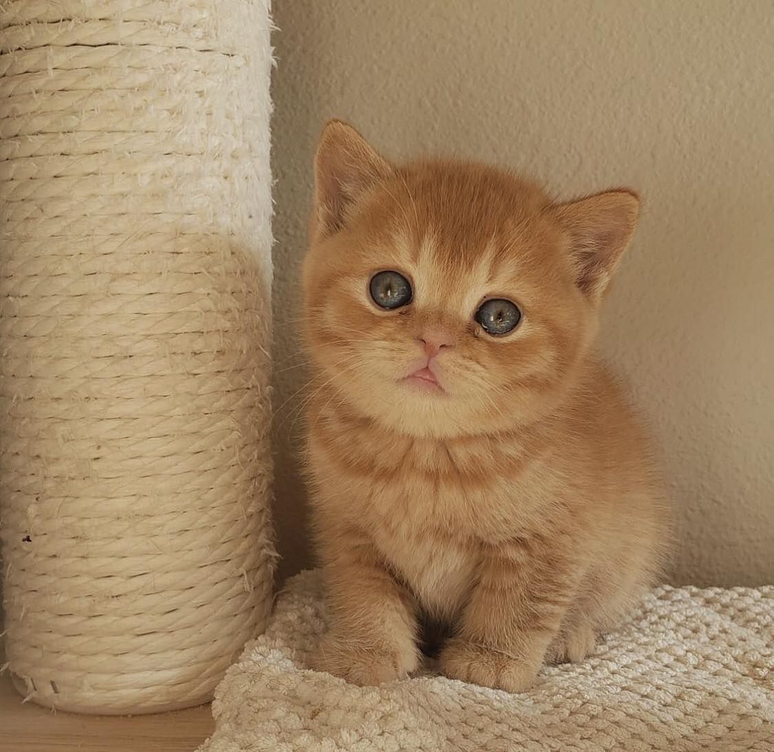 British shorthair