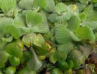 Pistia Salata de Nil , Zambile de apa amazoniene