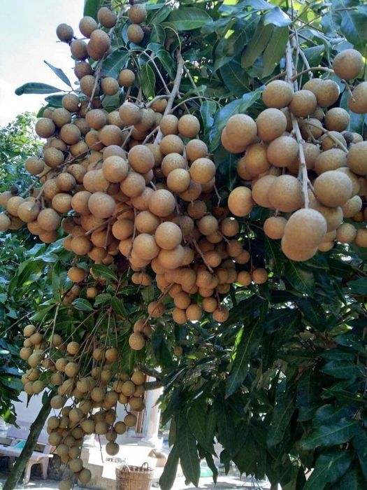 Pomi Fructiferi Exotici (KIWI)