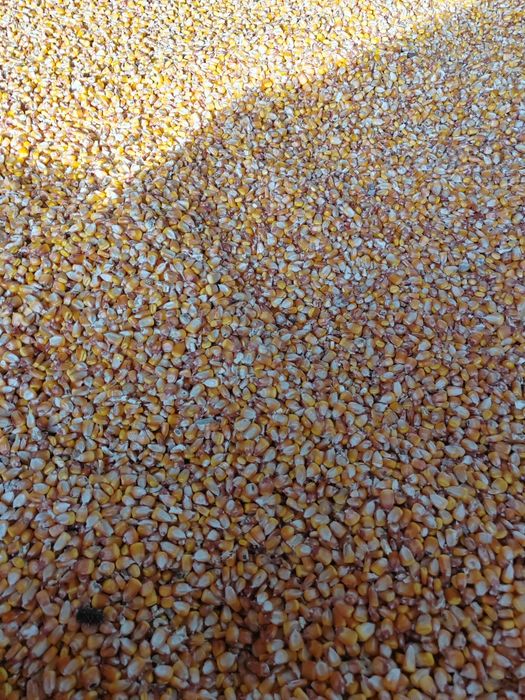 Porumb boabe sau știuleți producție 2025