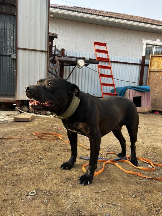 Питбуль  11айлык