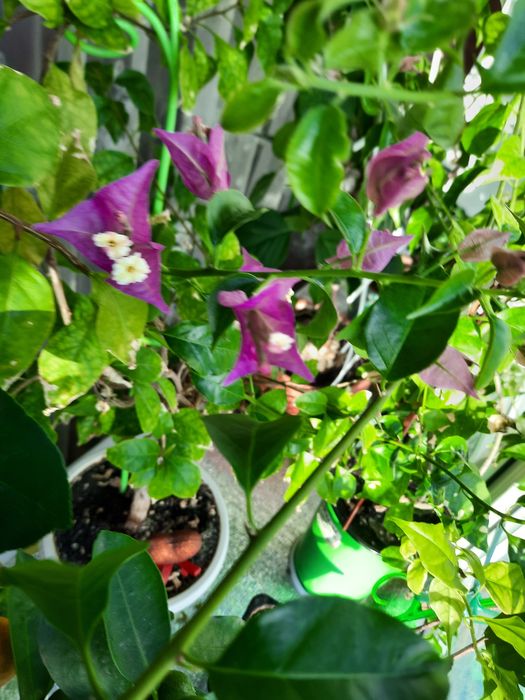 Продам цветущую бугенвиллию