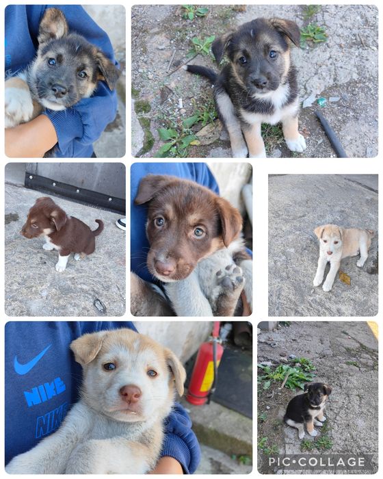 Cățeluși pentru adopție