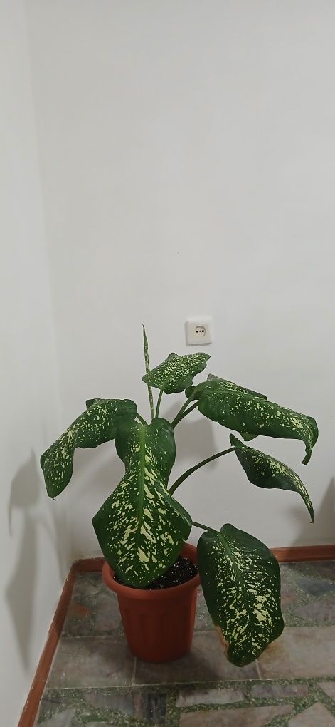 Продам диффенбахию