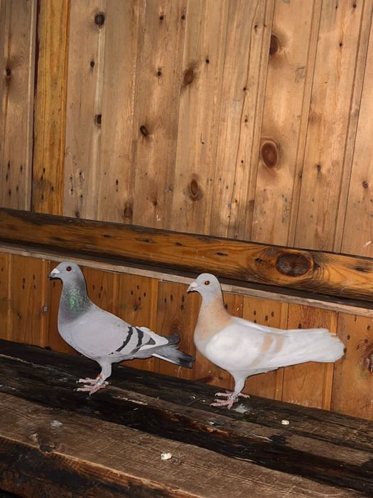 Продам голубей чехов