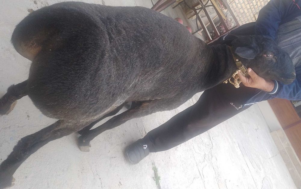 HALOL  Arzon Semiz Har xil Boqilgan Sifatli Qochqorlar sotiladi