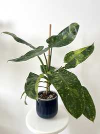 Philodendron Jose Buono Variegat planta rara de interior exotica
