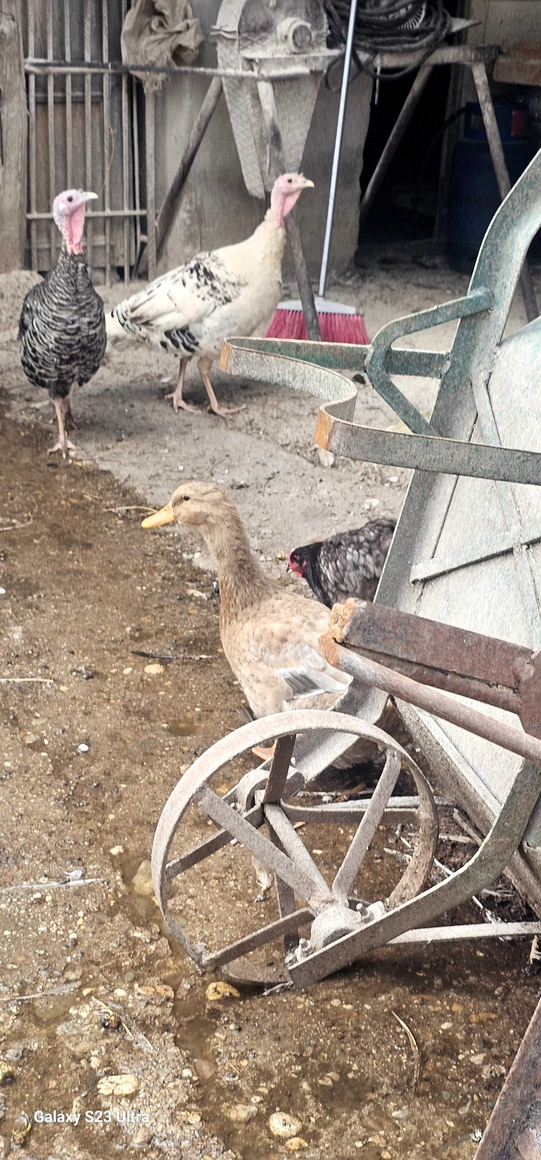 Продавам макащи патици