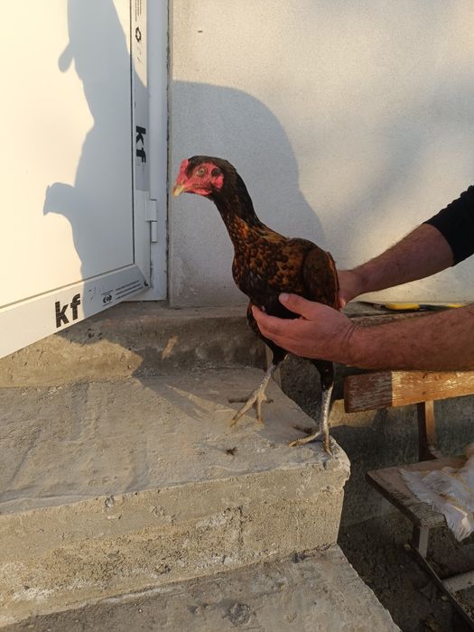 Даканг товук сотилади