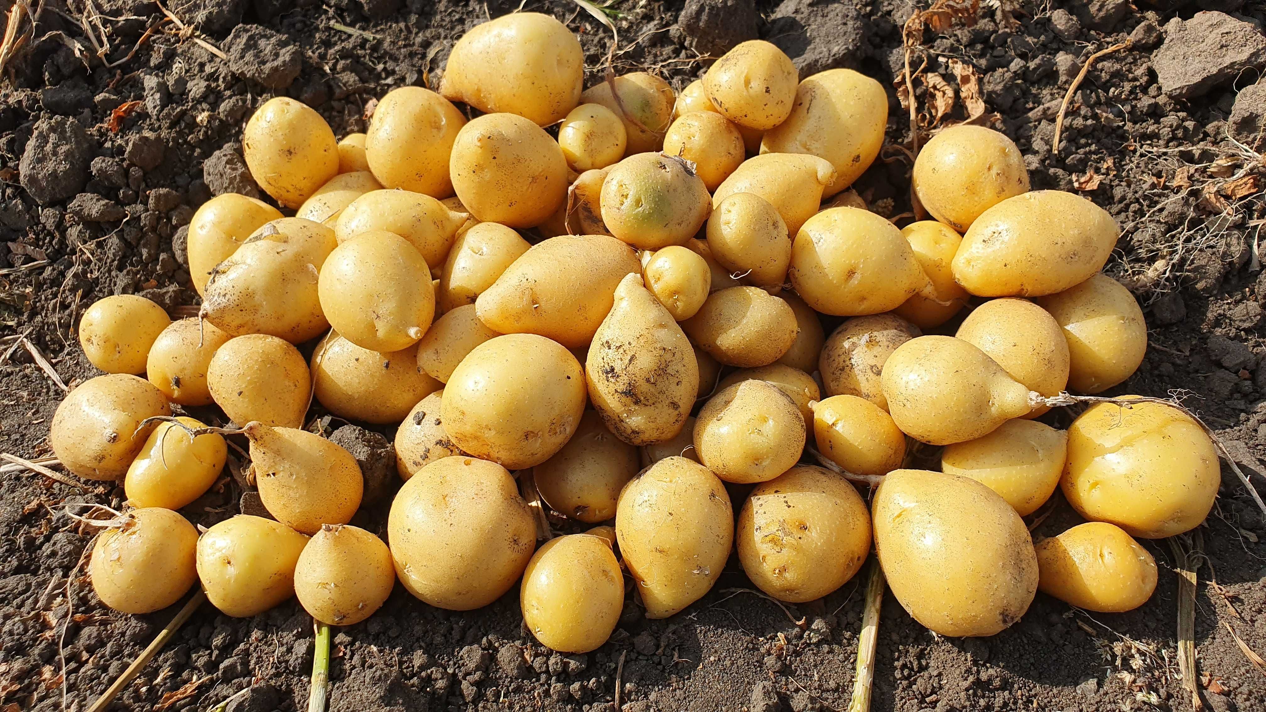 Отличные семена картофеля Гала - высококачественные и здоровые саженцы
