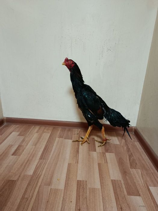 Joʻjalar sotiladi srochno.