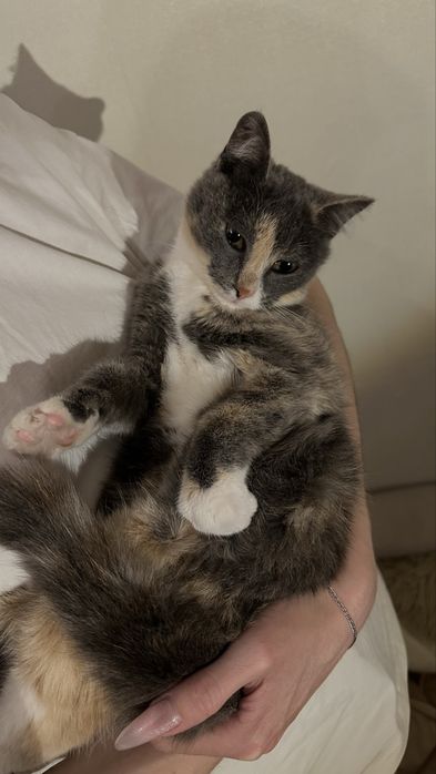 Кошка очень ласковая