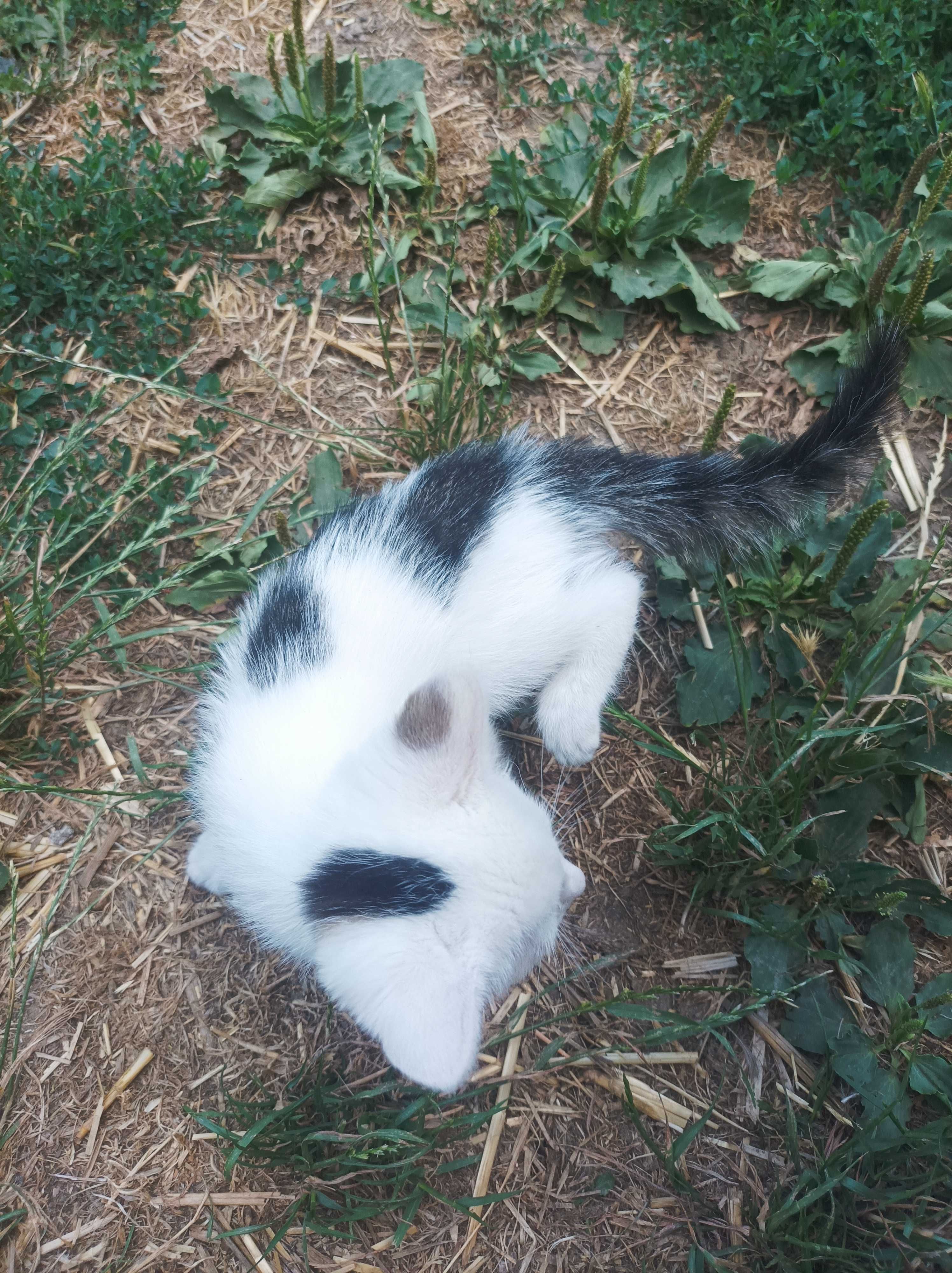 Продавам 2 малки котки