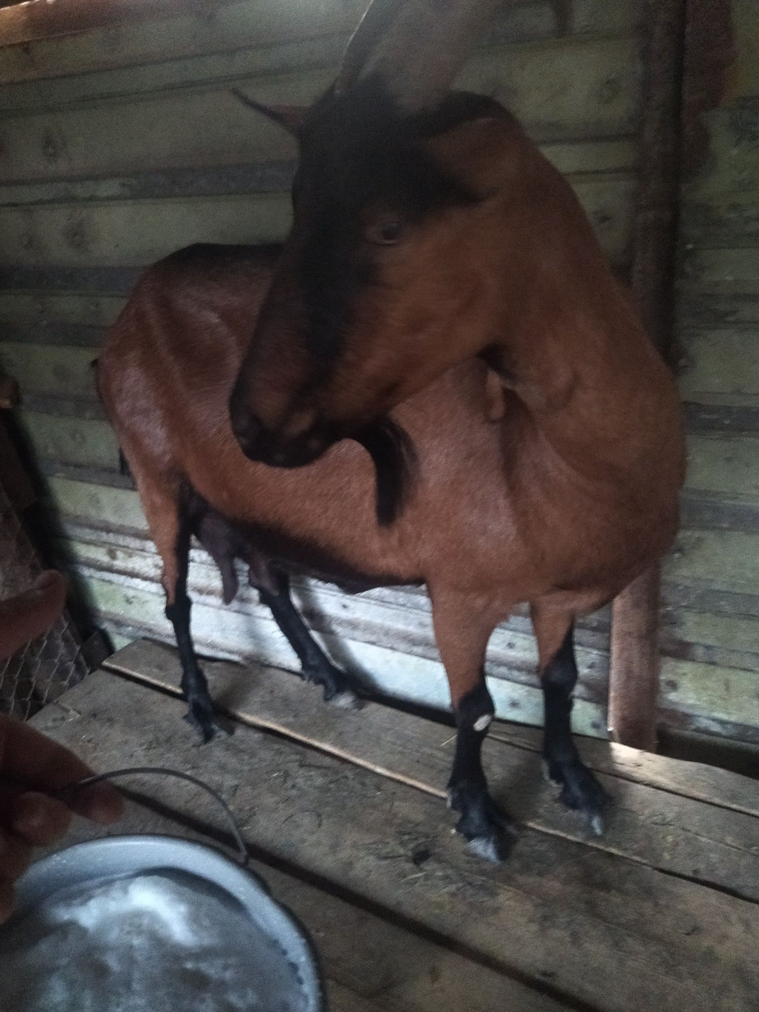 Vând capră alpină franceza originala