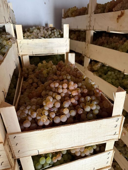 Struguri de masa ceasla