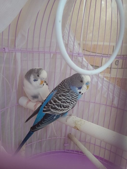 Vând peruși papagalii