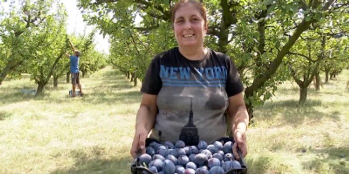 Vând prune de țuică