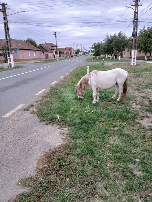 Vând ponei iapa sta la calarit