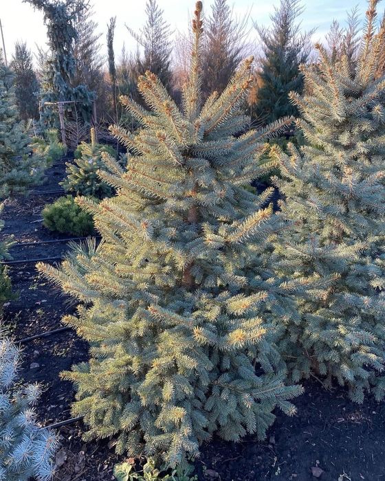 Продаём сизые ели (ёлки)