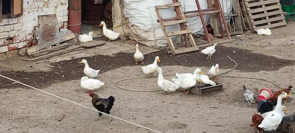 Патици -  крякащи