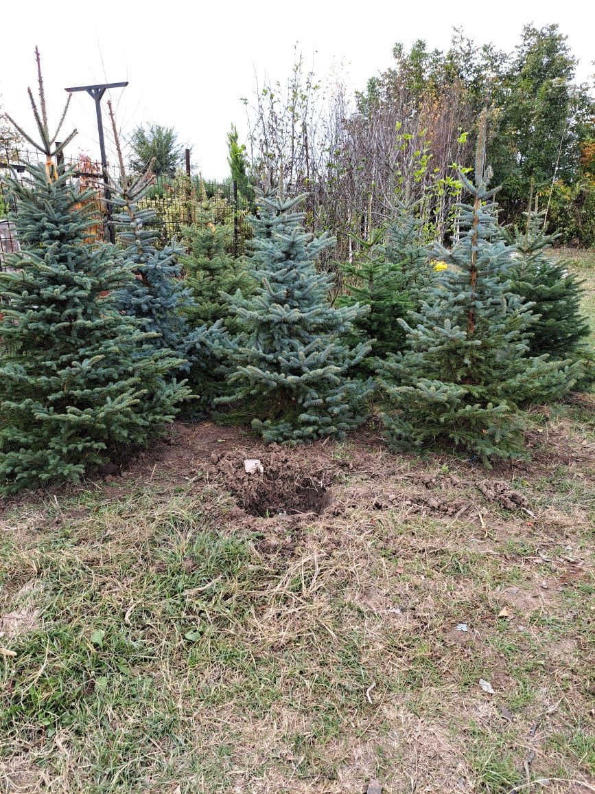 Vindem plante  preț de producător