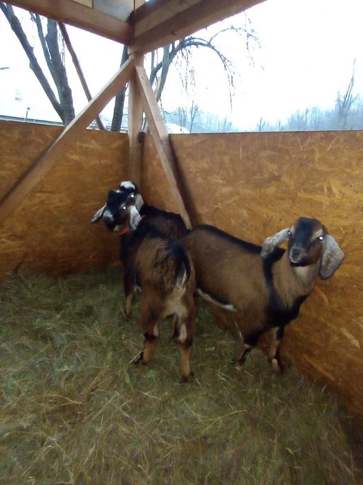 Vand iezi  cu varsta de 4, 5 luni