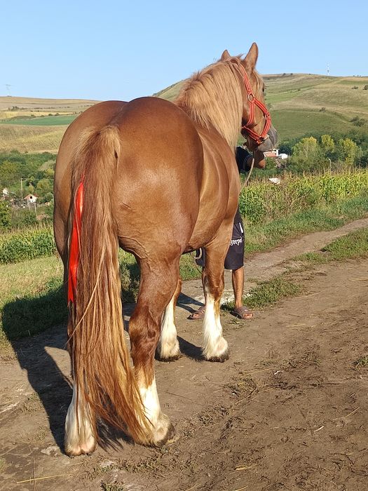 Vând mânz de 3 ani castrat cu acte