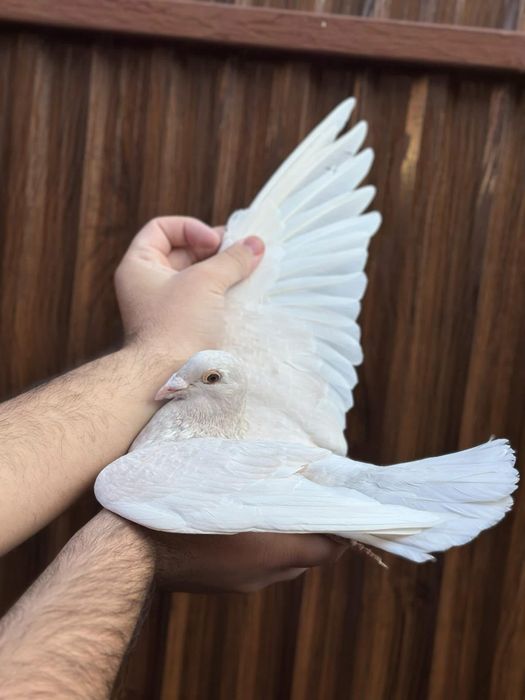 Femela  voiajor sport, culoare Reduced Od!