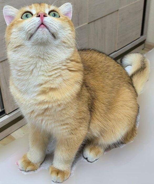 Vyazka britanskiy shinshilla by  ny 12