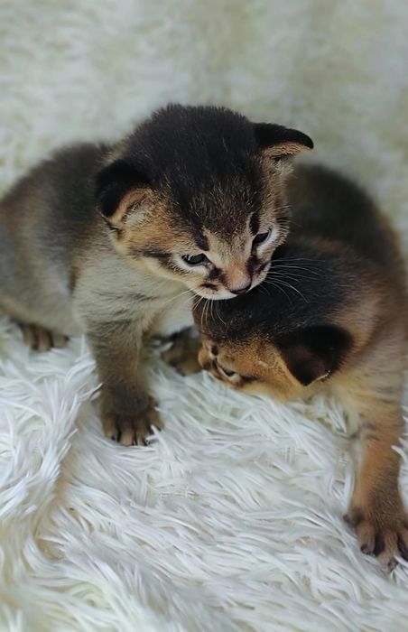 Абиссинские котята 31 декабря