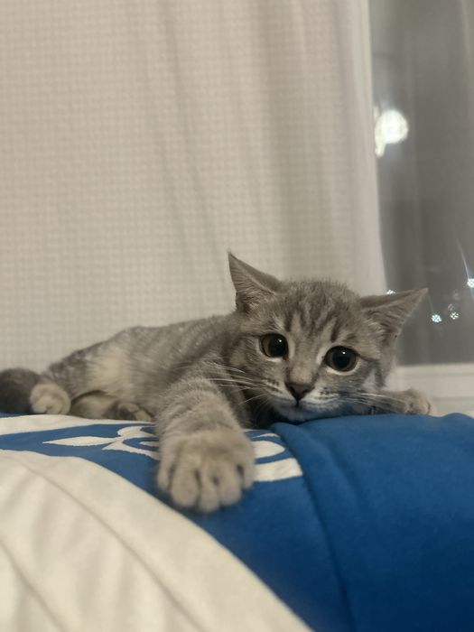 Котенко скоттиш страйт бесплатно