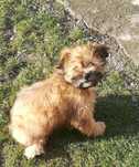 Bichon Havanez cu pedigree
