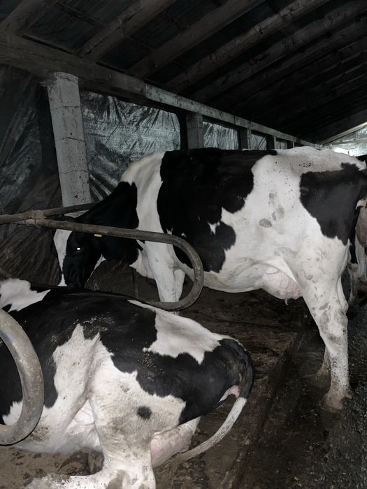 Vaci de lapte foarte bune,vand toata ferma in lot,de 20 vaci