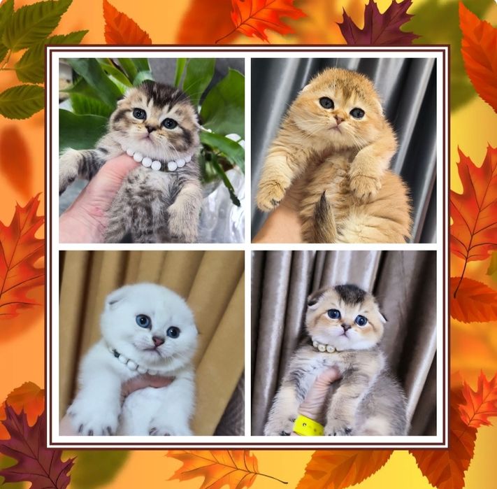 Продаются шикарные котята породы Скоттиш фолд