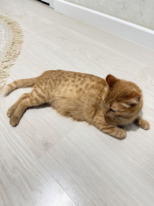 Рыжая девочка ищет себе дом