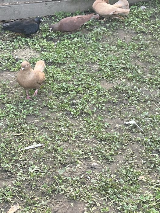 Vand Jucatori de Galati