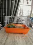 Cusca hamster pitic