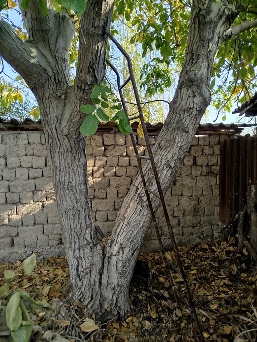 Дерево орех и два дерева yрюка, ёнғок дарахт ва иккита ўрик дарахти