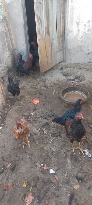 Майек туўатуғын тауыклар бар